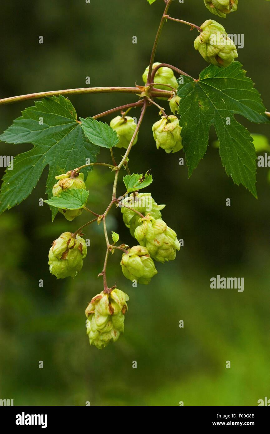 common hop (Humulus lupulus), infructescences, Germany Stock Photo