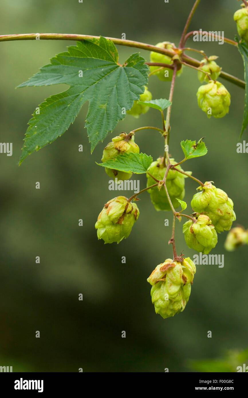 common hop (Humulus lupulus), infructescences, Germany Stock Photo