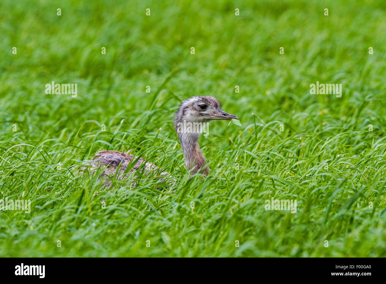 greater rhea (Rhea americana), female breeding in a cornfield, Germany, Mecklenburg Stock Photo