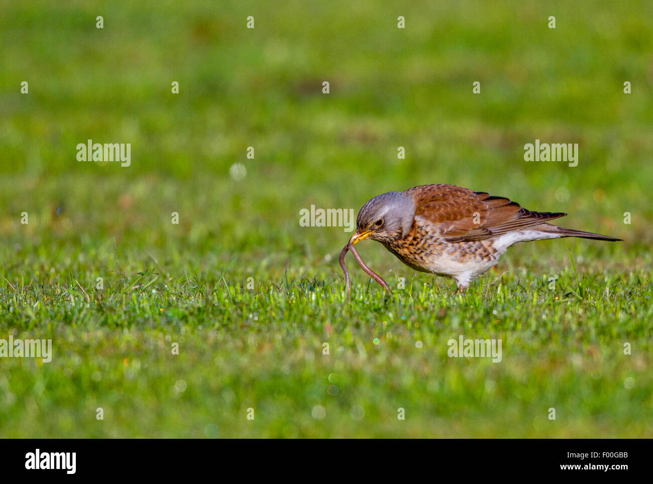 Bird eating worms hires stock photography and images Alamy