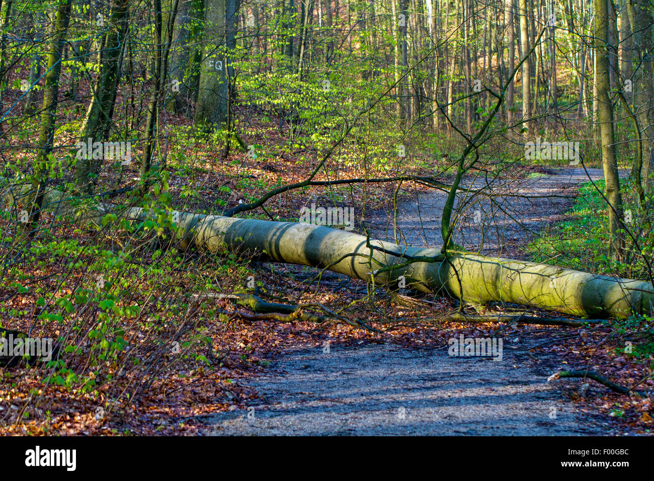 common beech (Fagus sylvatica), fallen trunk on forest path, Germany, Mecklenburg-Western Pomerania, Huetter Wohld Stock Photo