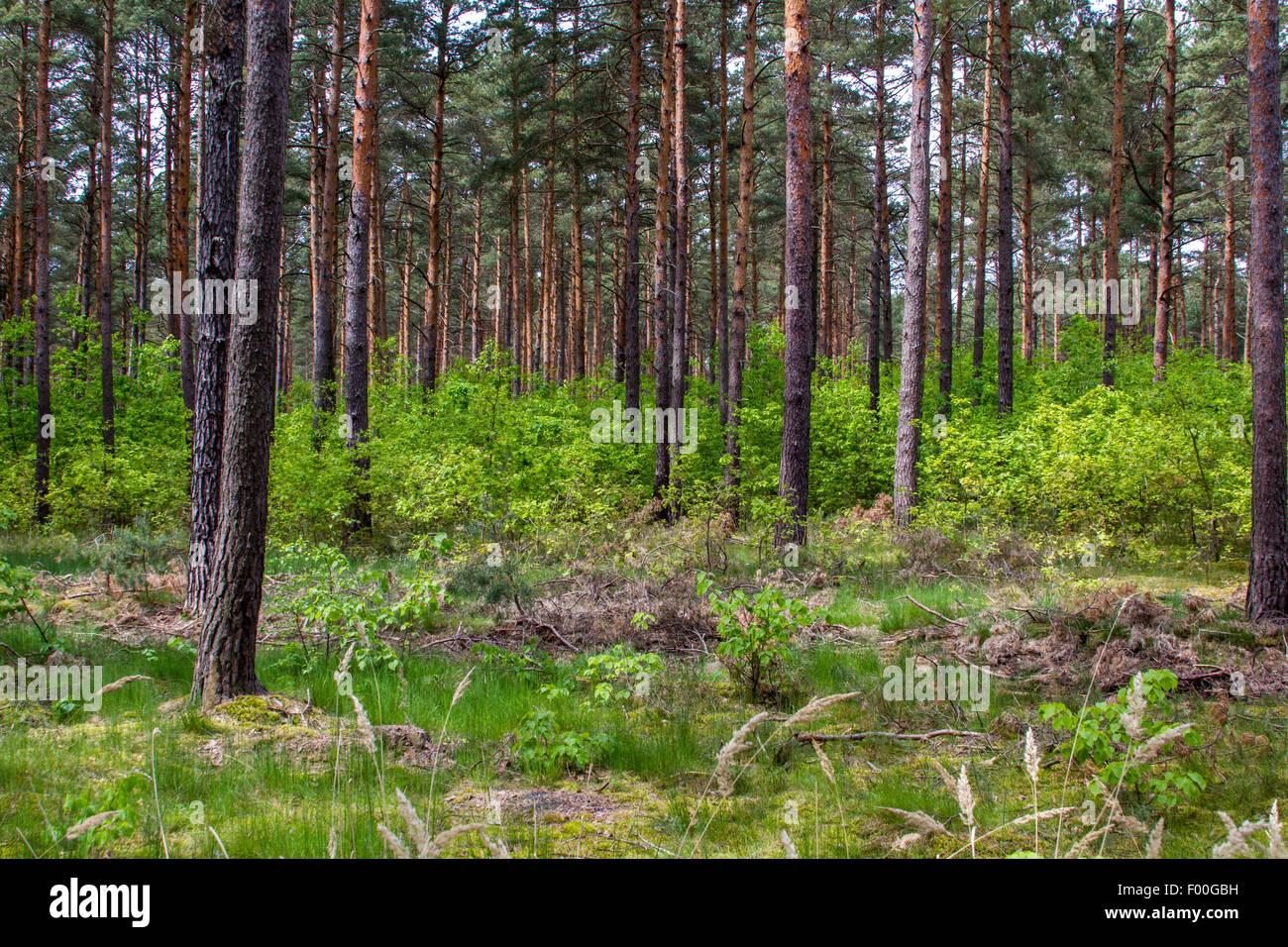 Scotch pine, Scots pine (Pinus sylvestris), pine forest and  young deciduous trees as undergrowth, Germany, Brandenburg, Borkwalde Stock Photo