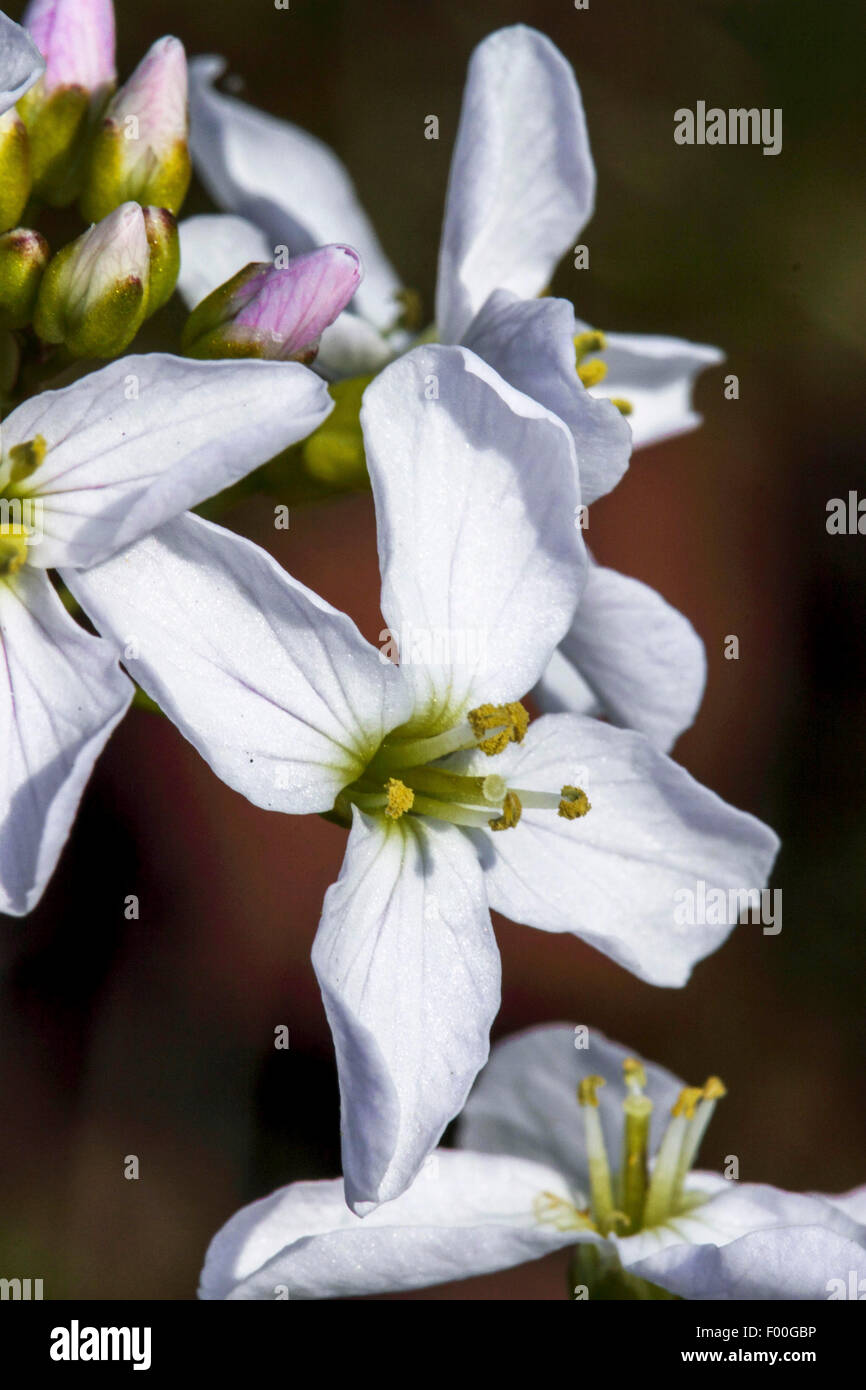 Bog Pink, Cuckoo Flower, Lady's Smock, Milkmaids (Cardamine pratensis ...