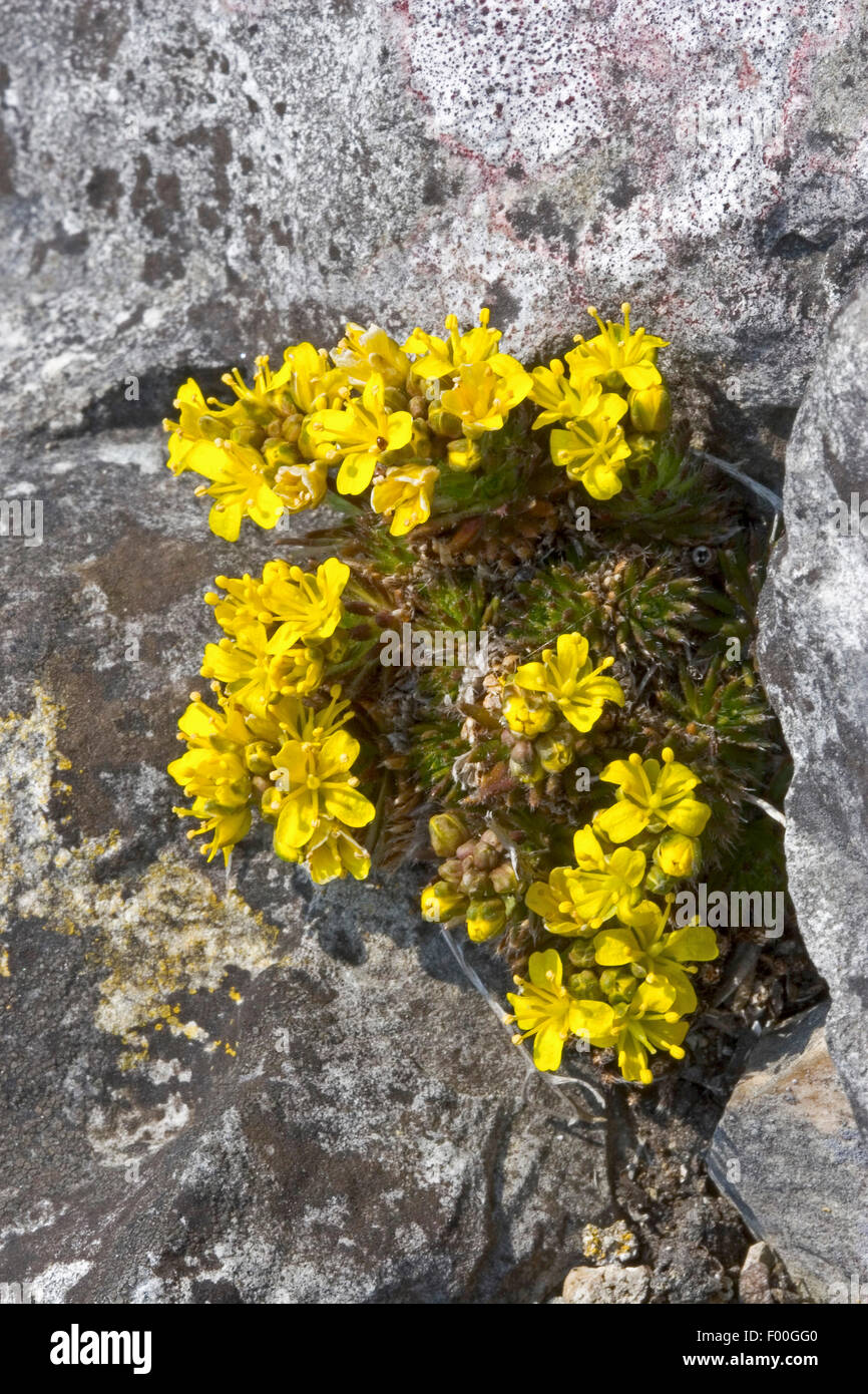 Yellow whitlowgrass (Draba aizoides), blooming in a rock crevice, Germany Stock Photo
