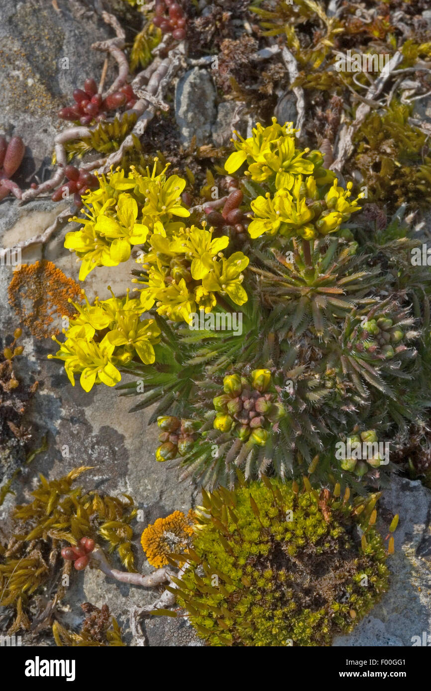 Yellow whitlowgrass (Draba aizoides), blooming in a rock crevice, Germany Stock Photo