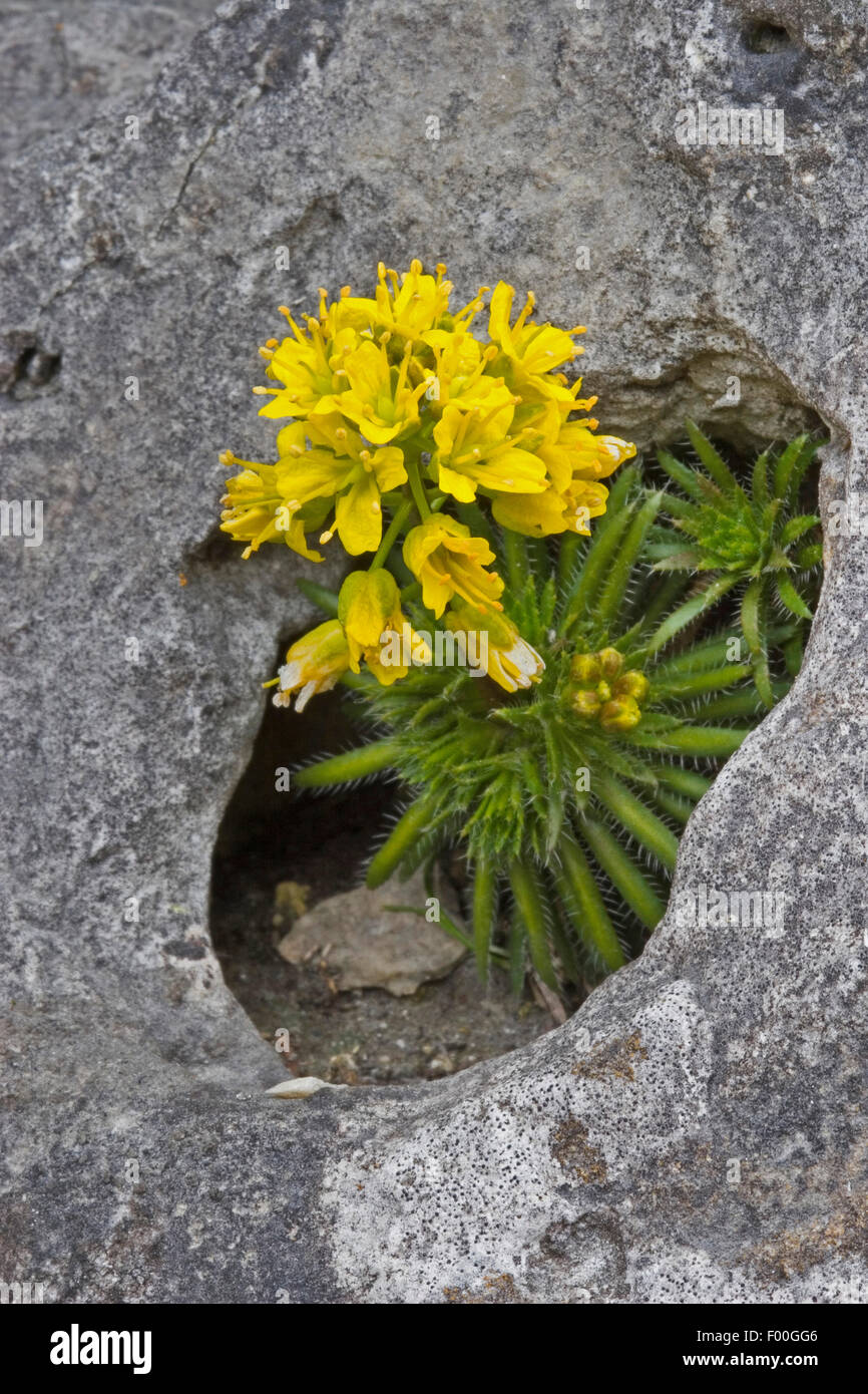 Yellow whitlowgrass (Draba aizoides), blooming in a rock crevice, Germany Stock Photo