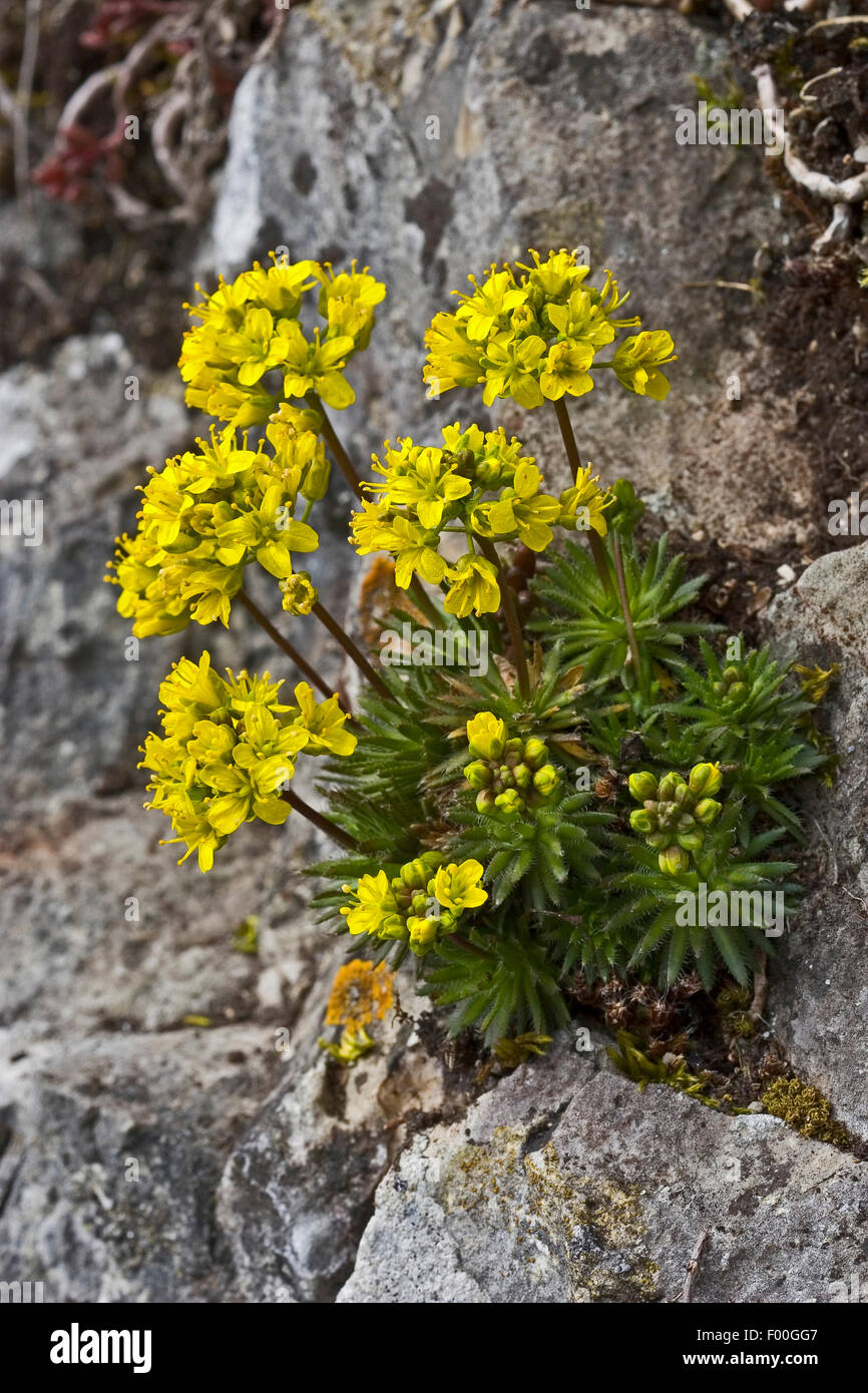 Yellow whitlowgrass (Draba aizoides), blooming in a rock crevice, Germany Stock Photo