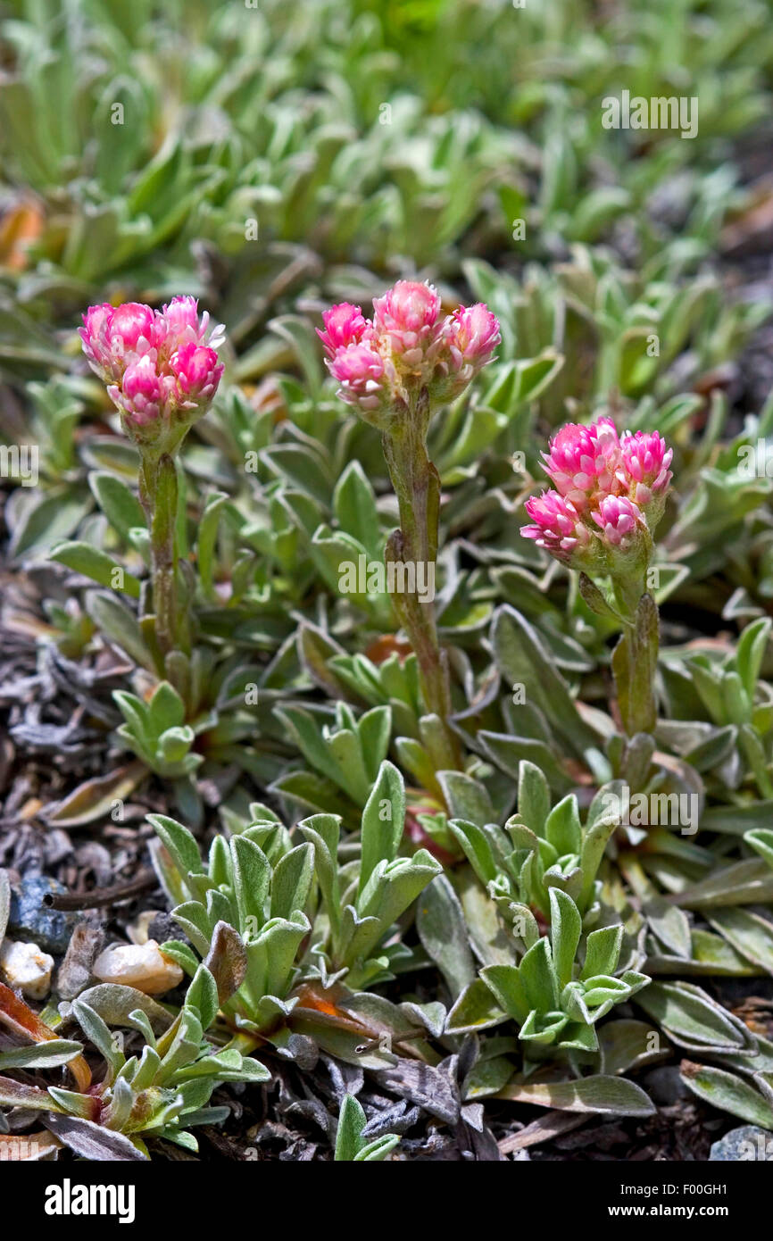Mountain Everlasting, Catsfoot, Cudweed, Stoloniferous Pussytoes, Cat's-foot (Antennaria dioica), blooming, Germany Stock Photo