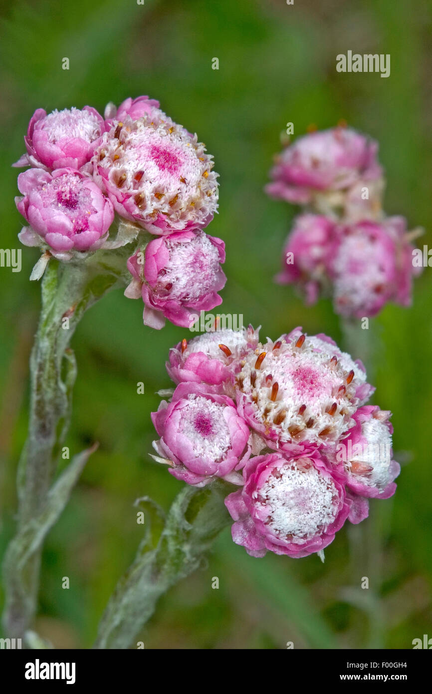 Mountain Everlasting, Catsfoot, Cudweed, Stoloniferous Pussytoes, Cat's-foot (Antennaria dioica), inflorescences, Germany Stock Photo