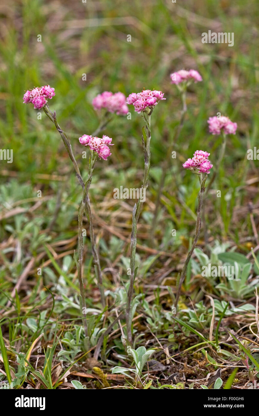 Mountain Everlasting, Catsfoot, Cudweed, Stoloniferous Pussytoes, Cat's-foot (Antennaria dioica), blooming, Germany Stock Photo