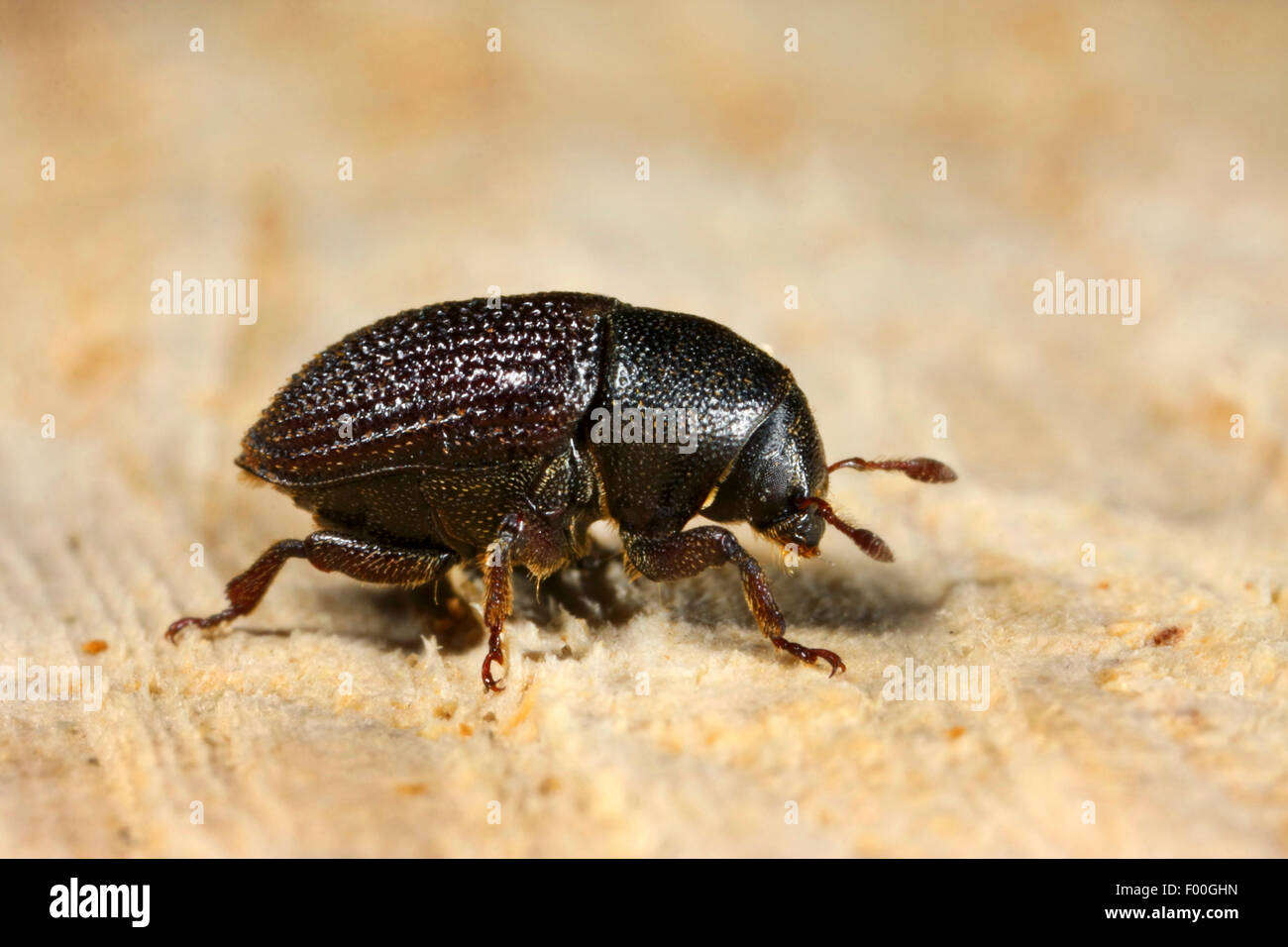 Greater ash bark beetle (Hylesinus crenatus), on wood, Germany Stock Photo