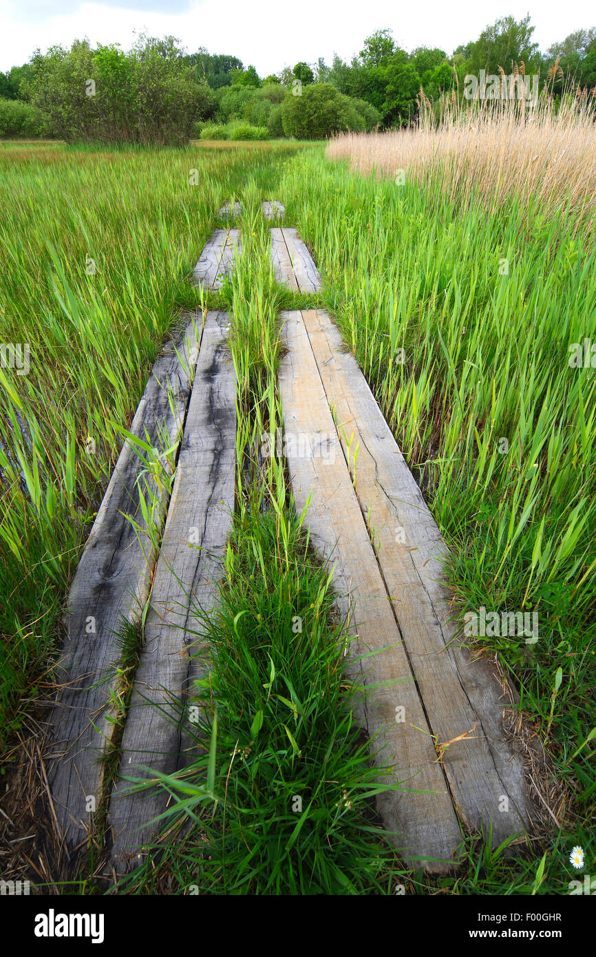 Boardwalk / Raised wooden walkway through marshland, Belgium, Haspengouw Stock Photo