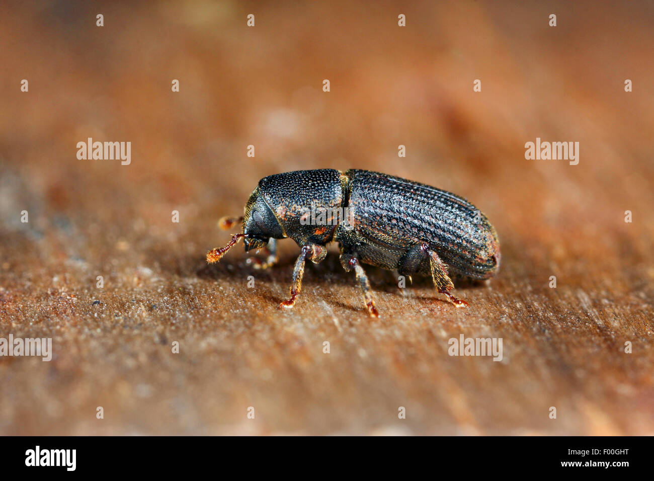 Black spruce beetle, Bark beetle (Hylastes cunicularius), on wood, Germany Stock Photo