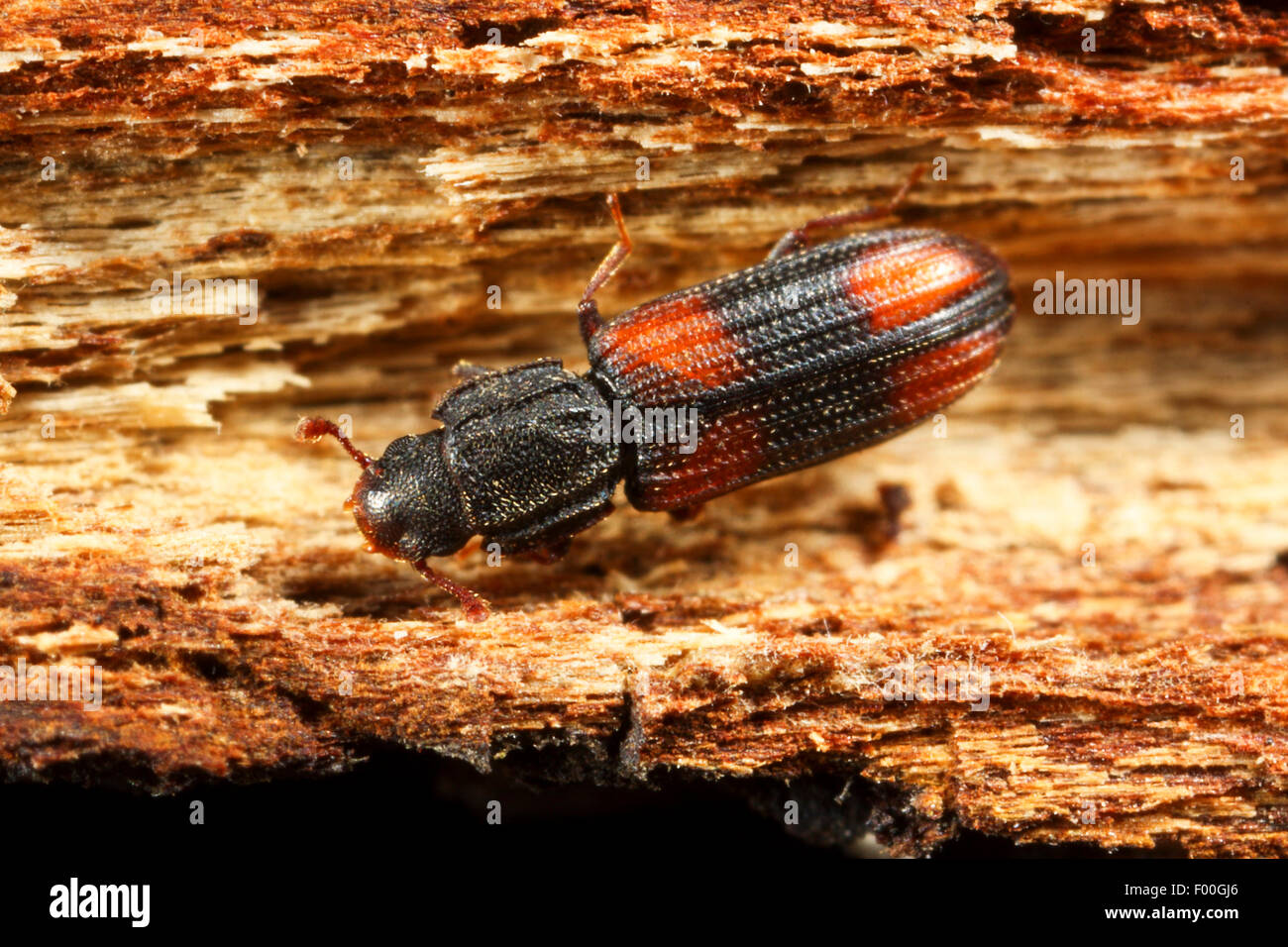 Saddle-backed Bitoma, Wedge-shaped Beetle (Bitoma crenata, Ditoma crenata), on deadwood, Germany Stock Photo
