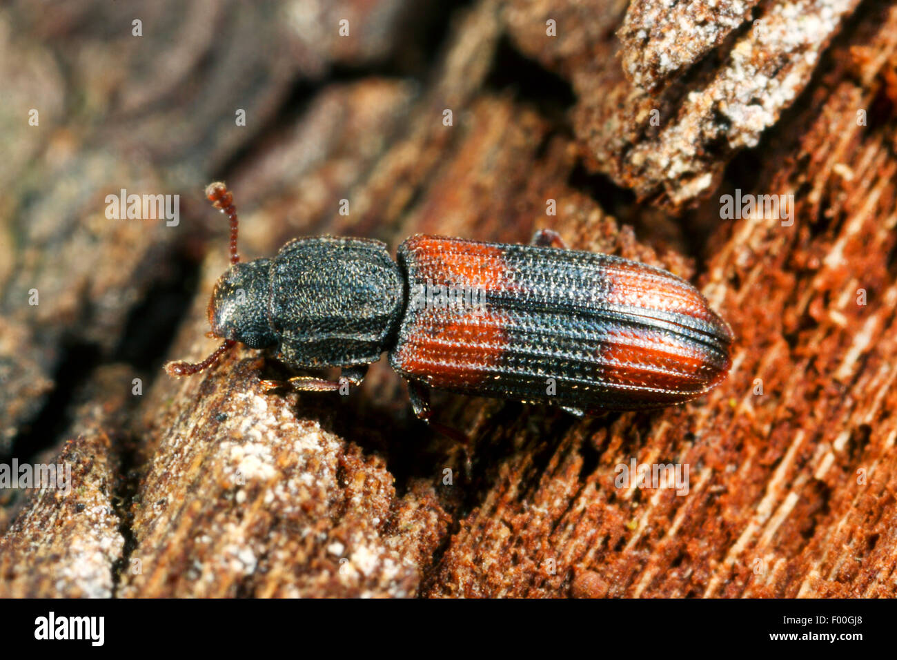 Saddle-backed Bitoma, Wedge-shaped Beetle (Bitoma crenata, Ditoma crenata), on deadwood, Germany Stock Photo
