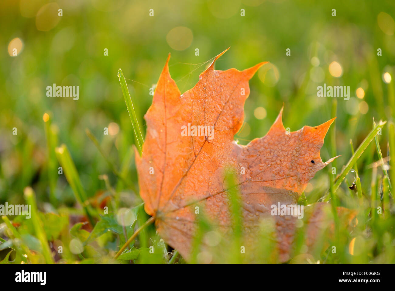 Norway maple (Acer platanoides), Norway Maple leaf on the lawn, Germany Stock Photo