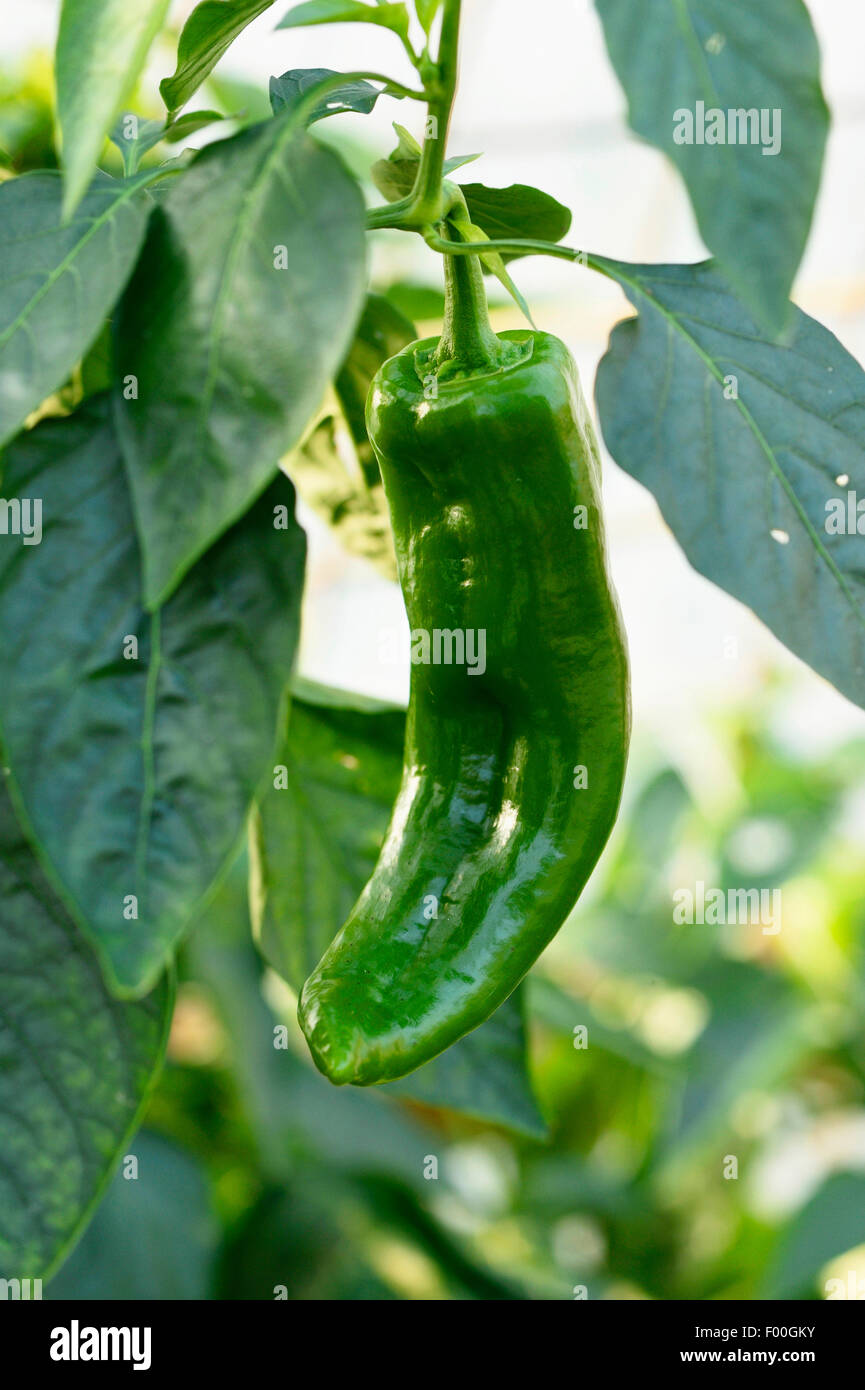 chili pepper, paprika (Capsicum annuum), green pepper on the plant Stock Photo