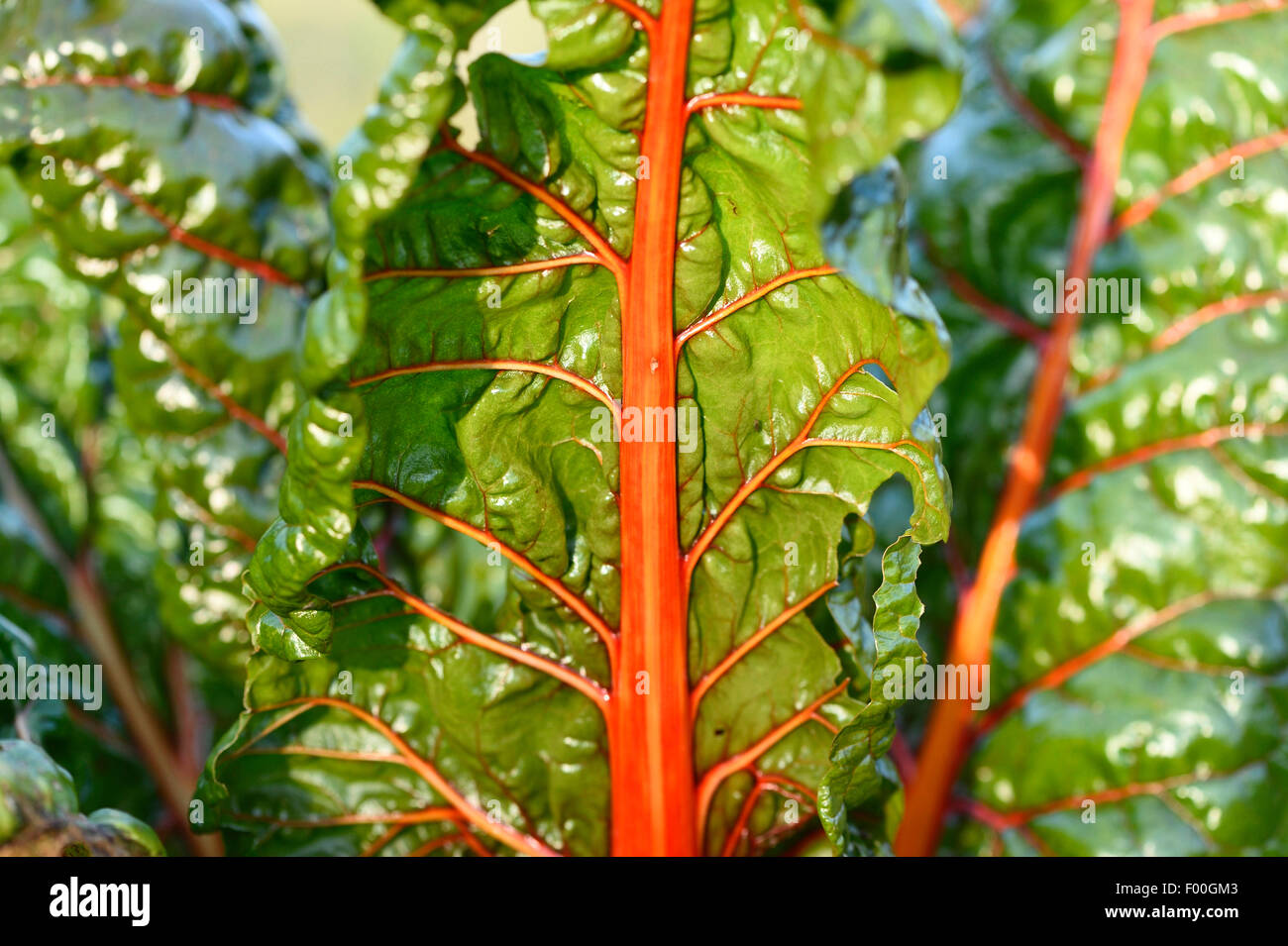 Foliage Beet, Chard, Swiss chard, Mangel (Beta vulgaris var. cicla, Beta vulgaris ssp. vulagris