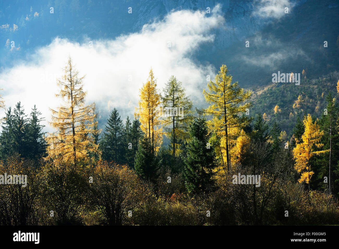 common larch, European larch (Larix decidua, Larix europaea), mixed forest with larches in autumn, Austria, Styria Stock Photo