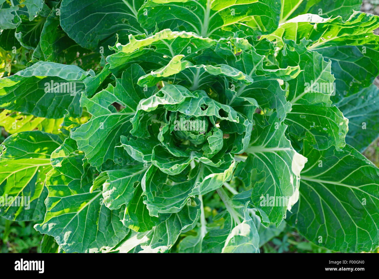 Brussel sprouts (Brassica oleraceae var. gemmifera), plant from top view, Austria, Styria Stock Photo