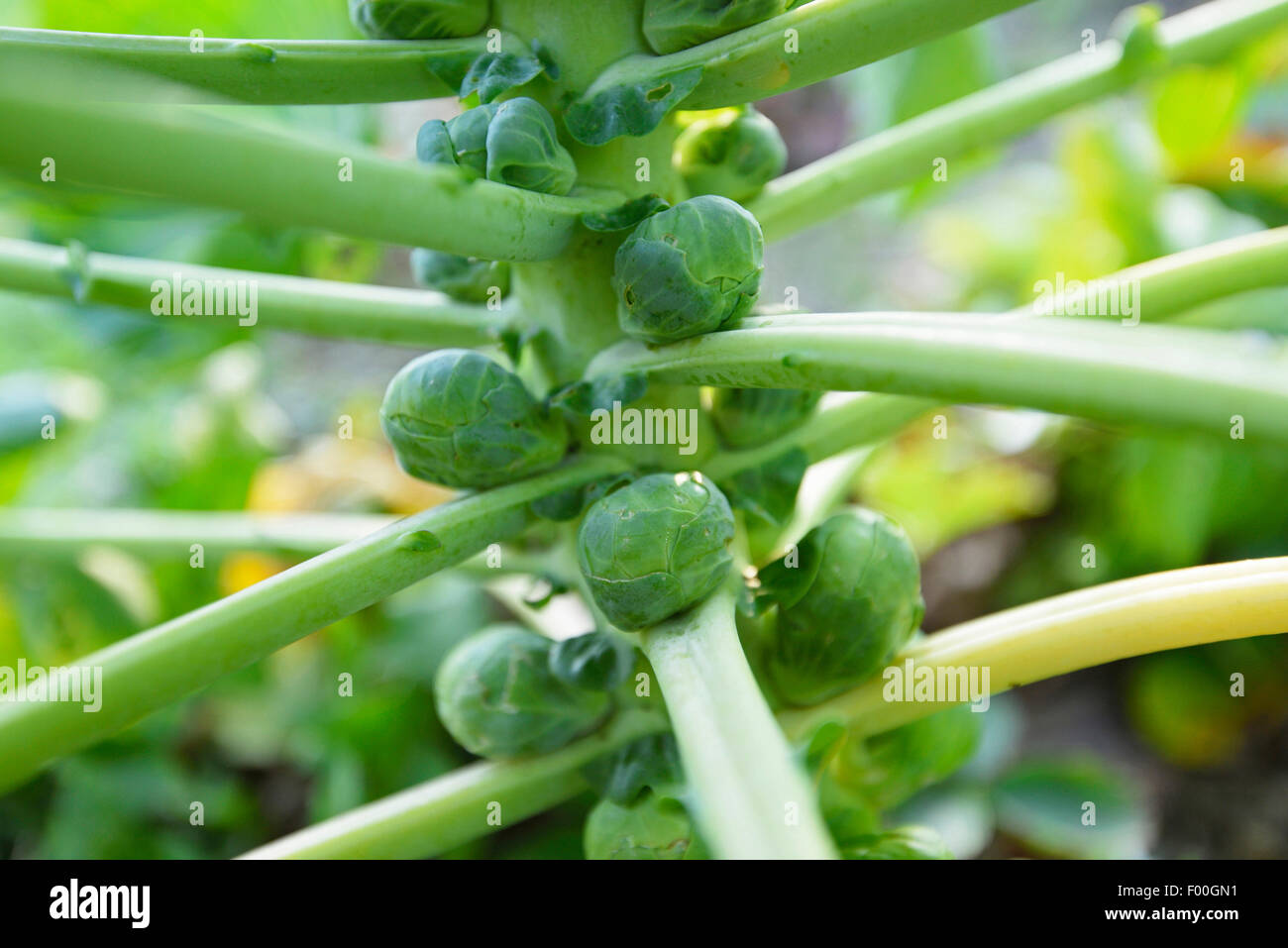 Brussel sprouts (Brassica oleraceae var. gemmifera), Brussel sprouts at the stem, Austria, Styria Stock Photo