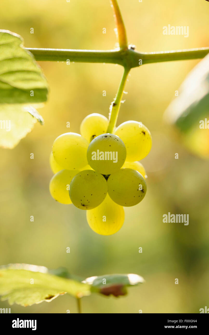 grape-vine, vine (Vitis vinifera), ripe grapes on a vine, Austria, Styria Stock Photo