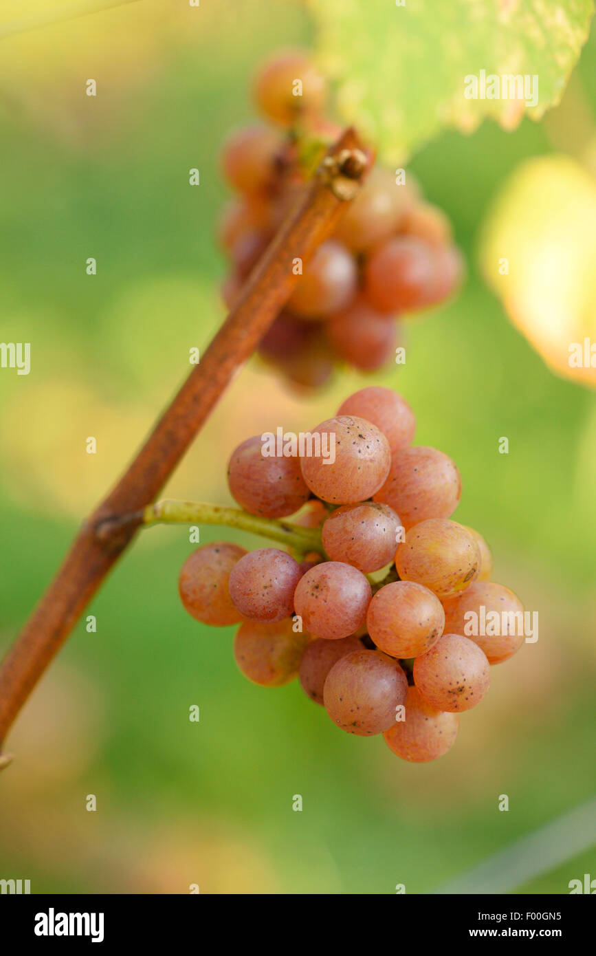 grape-vine, vine (Vitis vinifera), ripe grapes on a vine, Austria, Styria Stock Photo