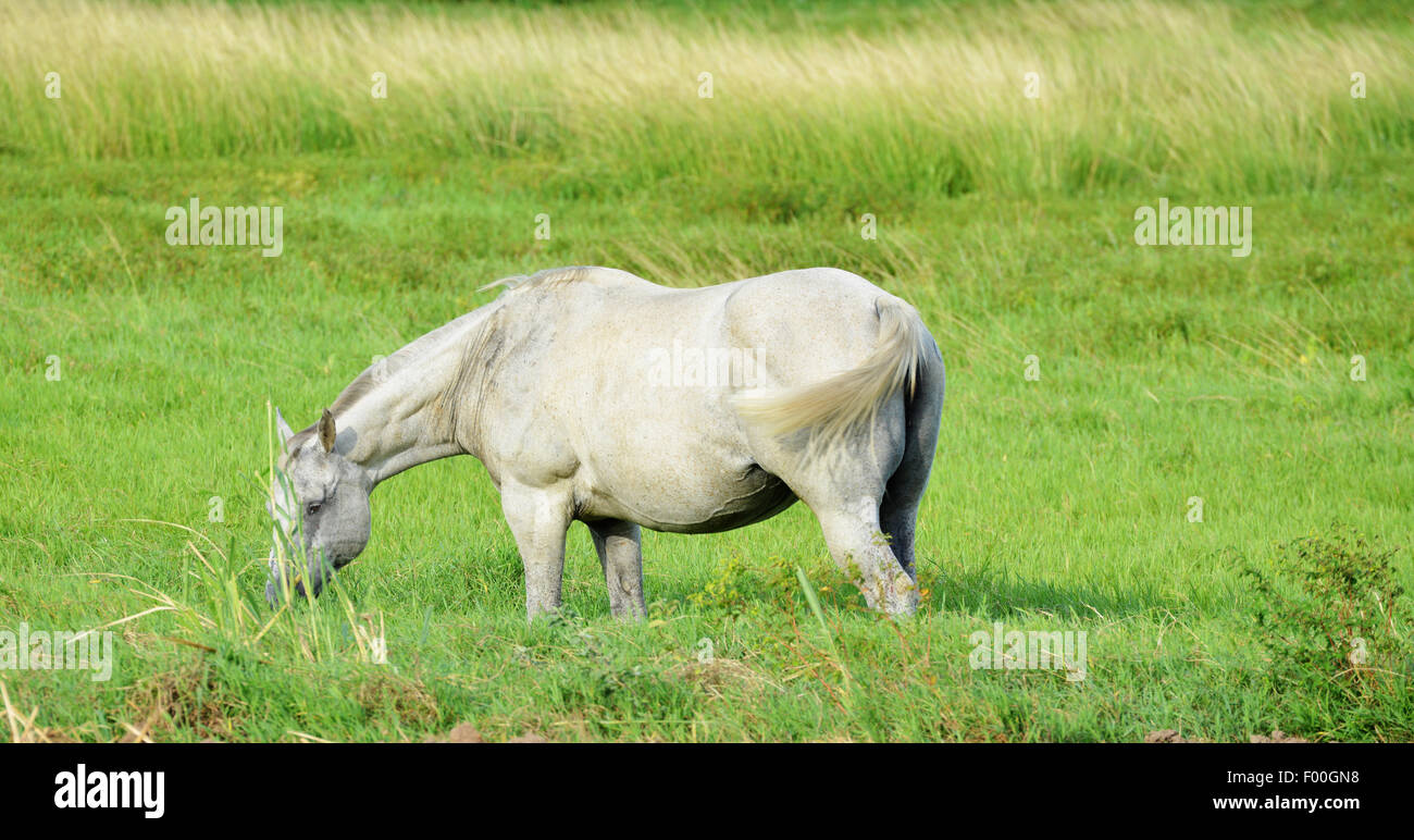 White mare eating grass in a pasture field in the rural part of Panama Stock Photo