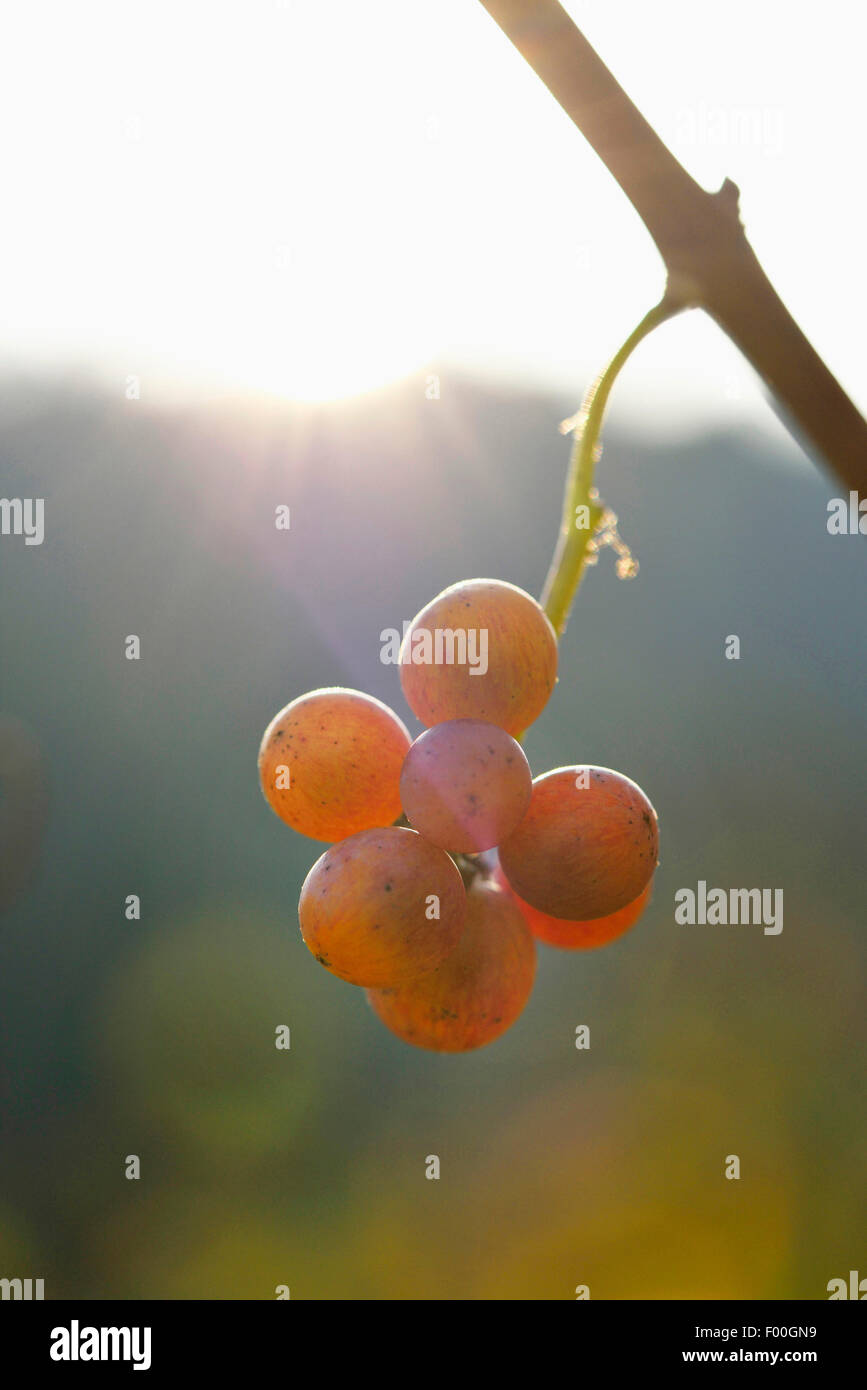 grape-vine, vine (Vitis vinifera), ripe grapes on a vine, Austria, Styria Stock Photo