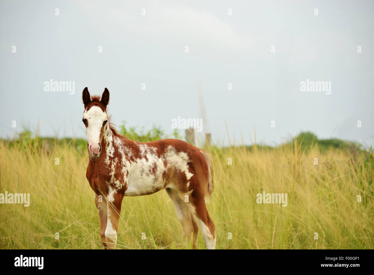 Painted quarter horse colt standing in a field of tall grass in a farm Stock Photo