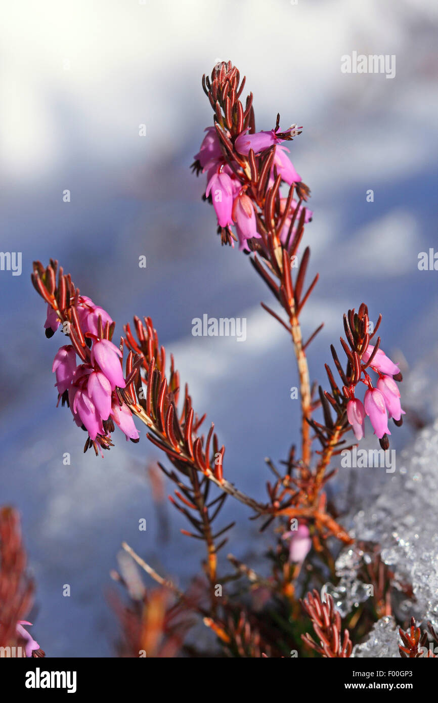 spring heath (Erica herbacea, Erica carnea), blooming in snow, Germany Stock Photo
