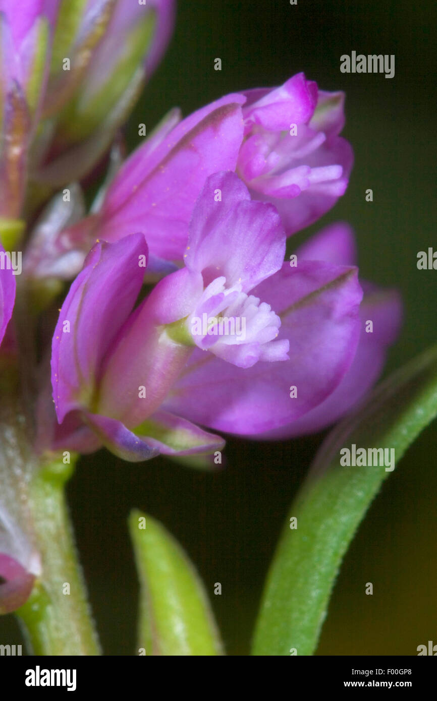 tufted milkwort (Polygala comosa), flower, Germany Stock Photo