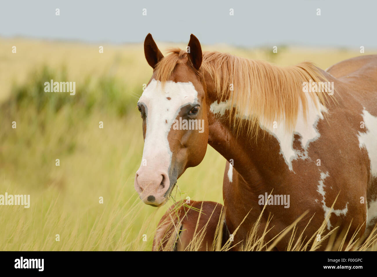 Pinto quarter horse mare feeding its colt in a horse farm in Panama
