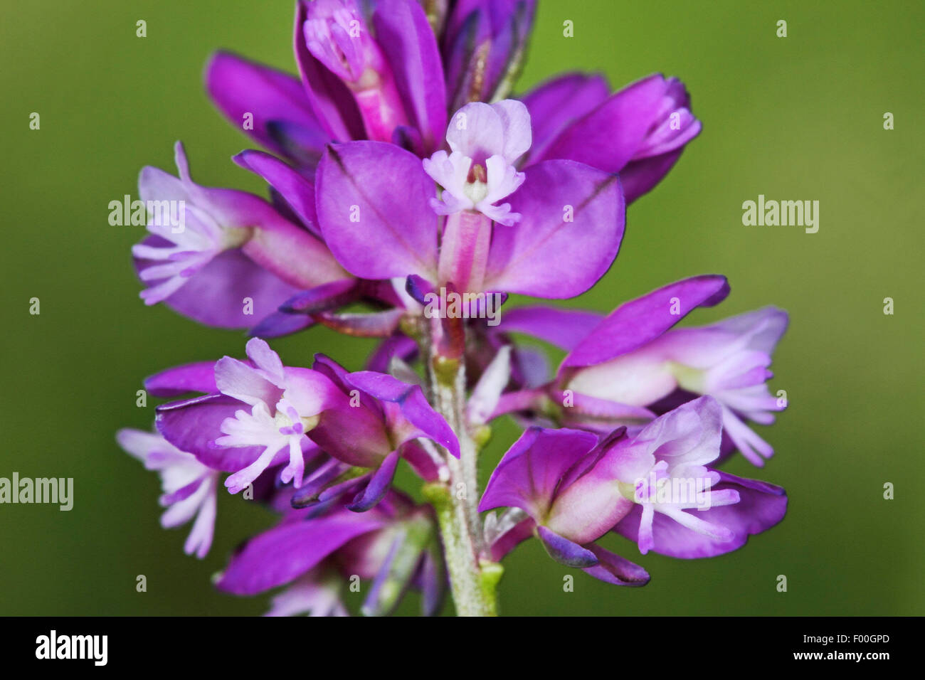 tufted milkwort (Polygala comosa), flowers, Germany Stock Photo