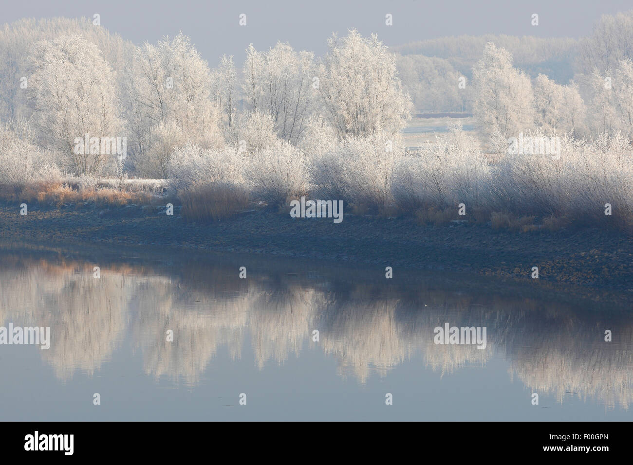 tidal river Scheldt with reflection of snow covered trees and reed fringe along river Scheldt, Belgium Stock Photo