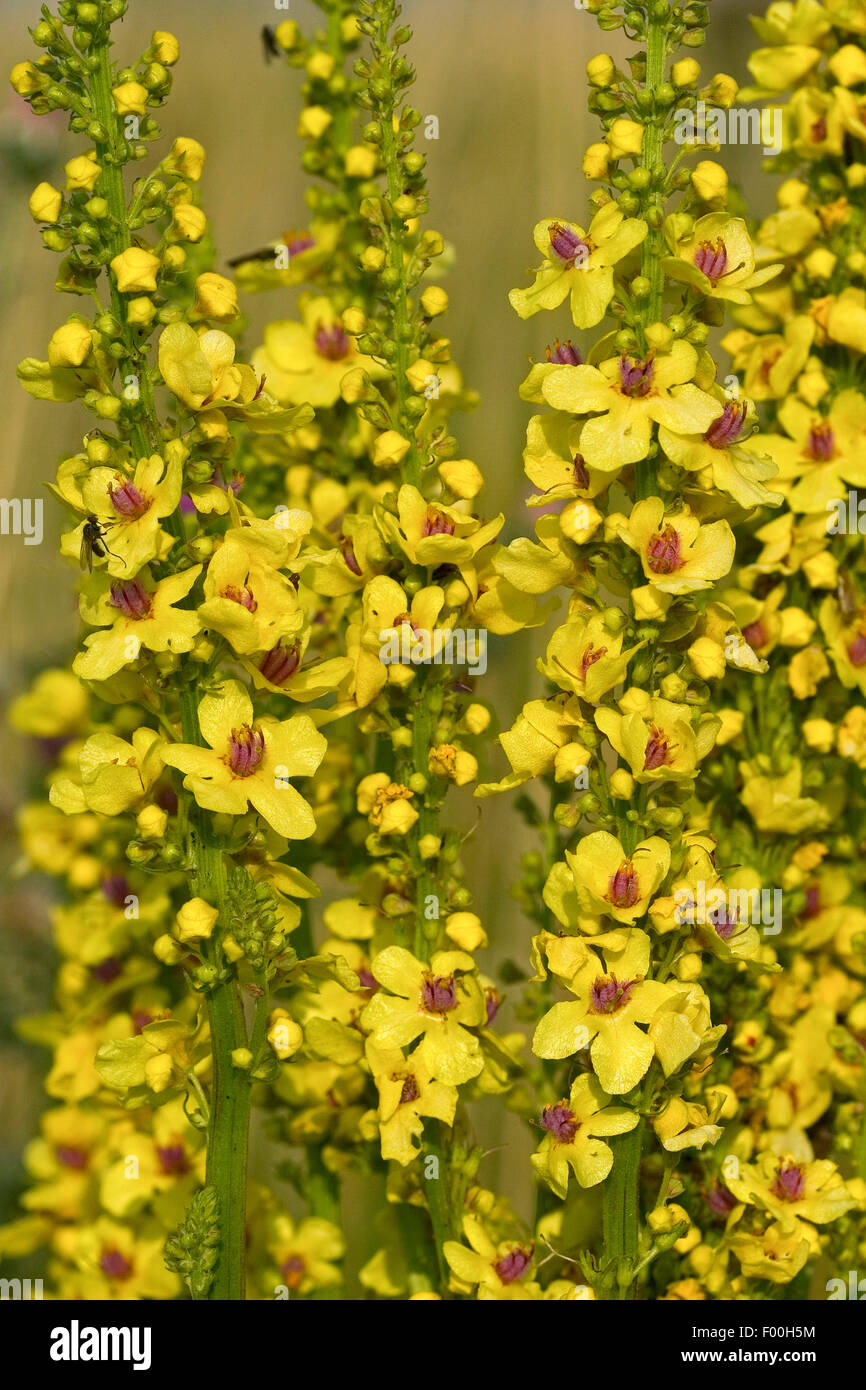 Black mullein, Dark Mullein (Verbascum nigrum), blooming, Germany Stock Photo