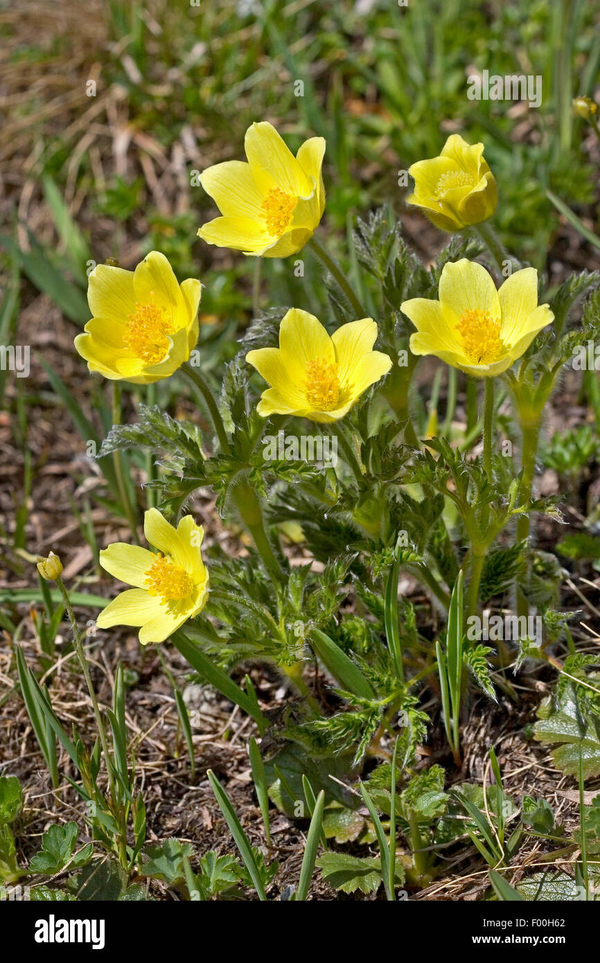 Alpine anemone, Yellow alpine anemone (Pulsatilla alpina ssp. apiifolia, Pulsatilla apiifolia), blooming, Germany Stock Photo