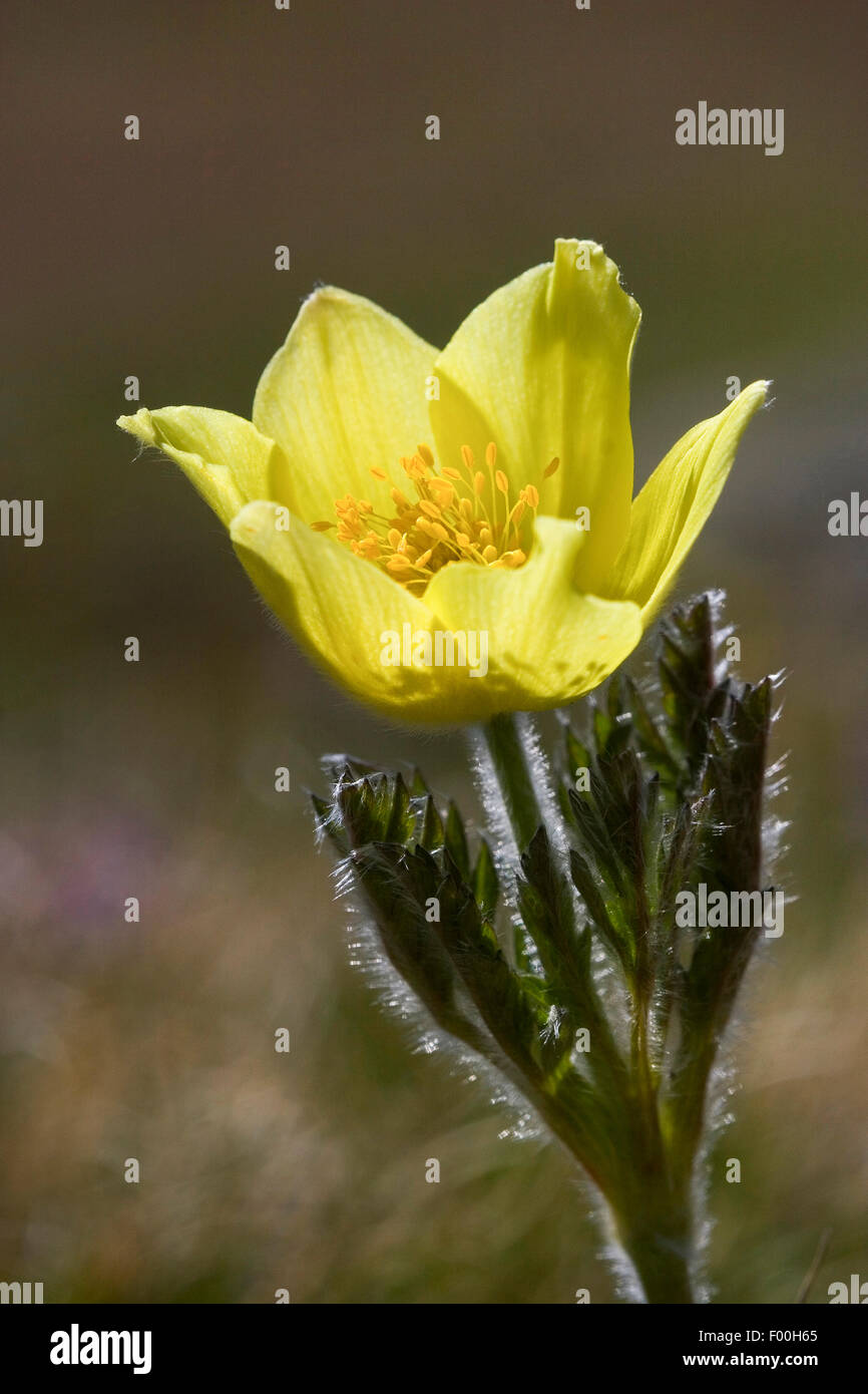Alpine anemone, Yellow alpine anemone (Pulsatilla alpina ssp. apiifolia, Pulsatilla apiifolia), flower, Germany Stock Photo