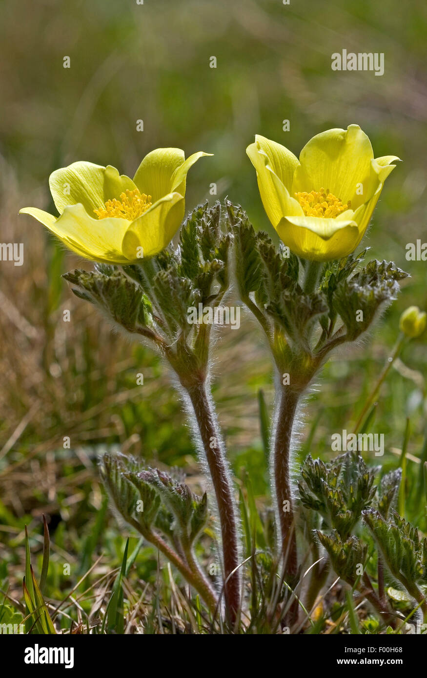 Alpine anemone, Yellow alpine anemone (Pulsatilla alpina ssp. apiifolia, Pulsatilla apiifolia), flowers, Germany Stock Photo