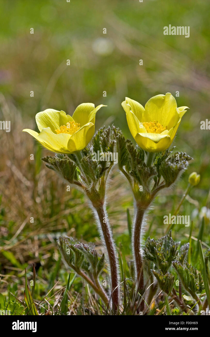 Alpine anemone (Pulsatilla alpina ssp. apiifolia, Pulsatilla apiifolia), flowers, Germany Stock Photo