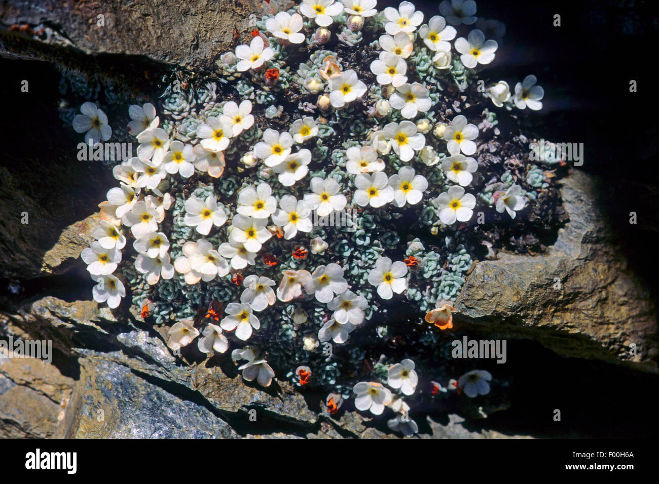 Swiss Rock Jasmine (Androsace helvetica), blooming, Schweig Stock Photo