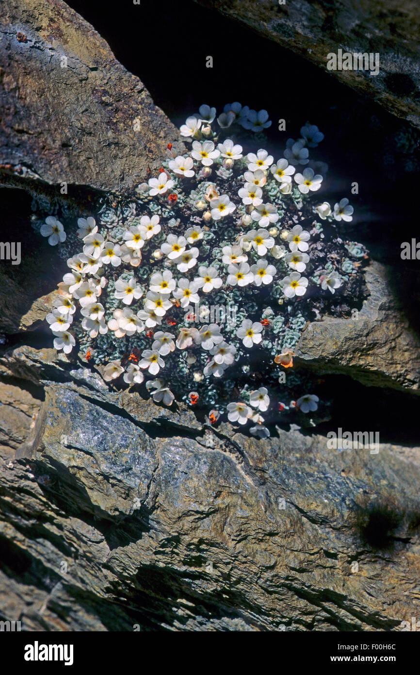 Swiss Rock Jasmine (Androsace helvetica), blooming, Schweig Stock Photo