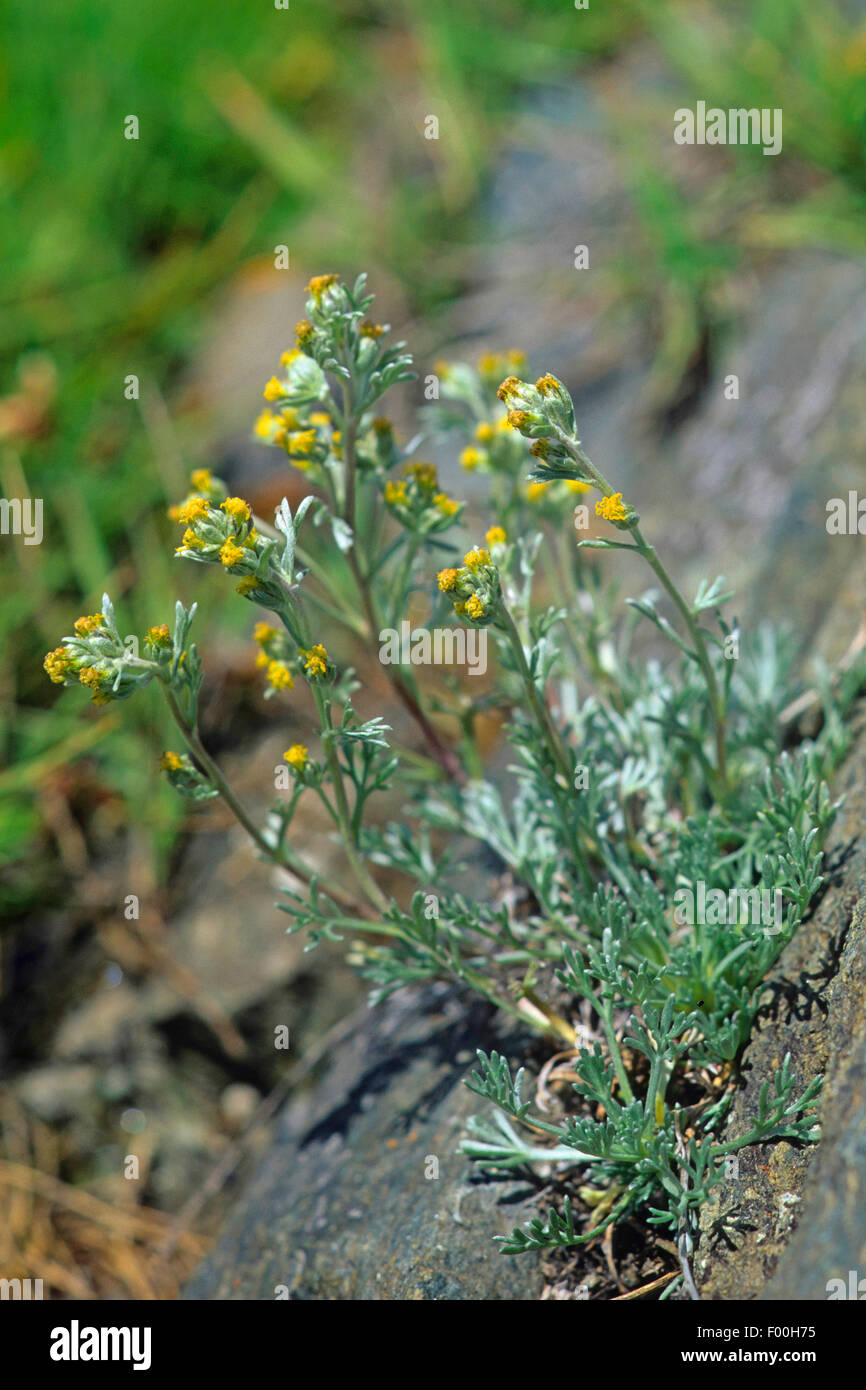 Alpine wormwood, White Genepi, Genepi Blanco (Artemisia umbelliformis, Artemisia mutellina), blooming on a rock, Austria Stock Photo