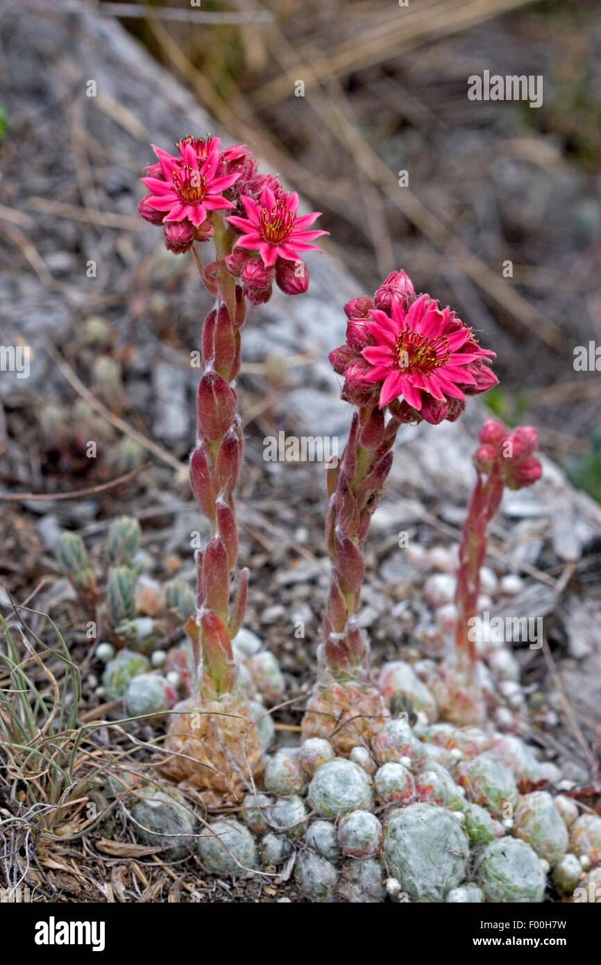 Cobweb House Leek, Cobweb houseleek (Sempervivum arachnoideum ...