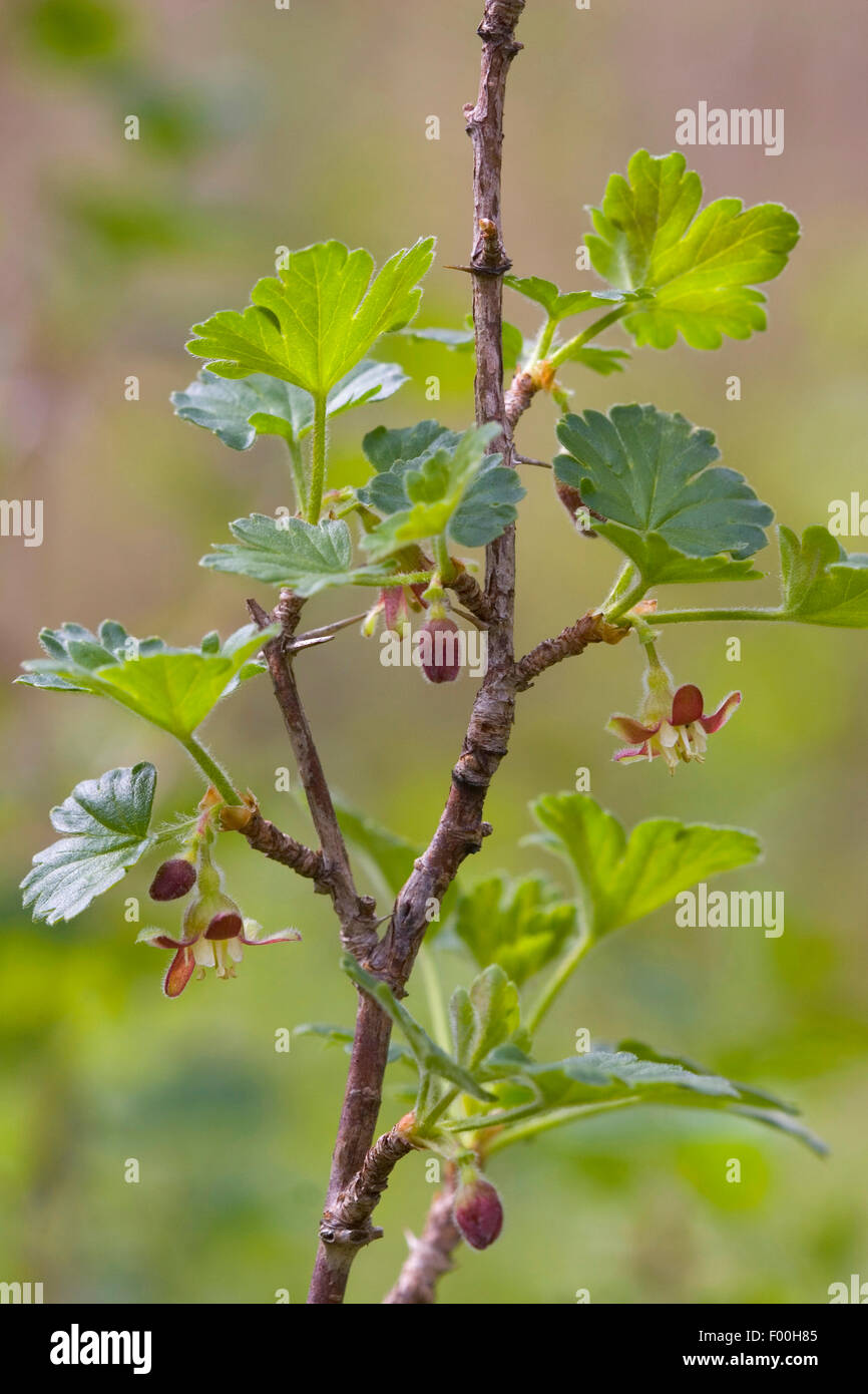 wild gooseberry, European gooseberry (Ribes uva-crispa), blooming branch, Germany Stock Photo