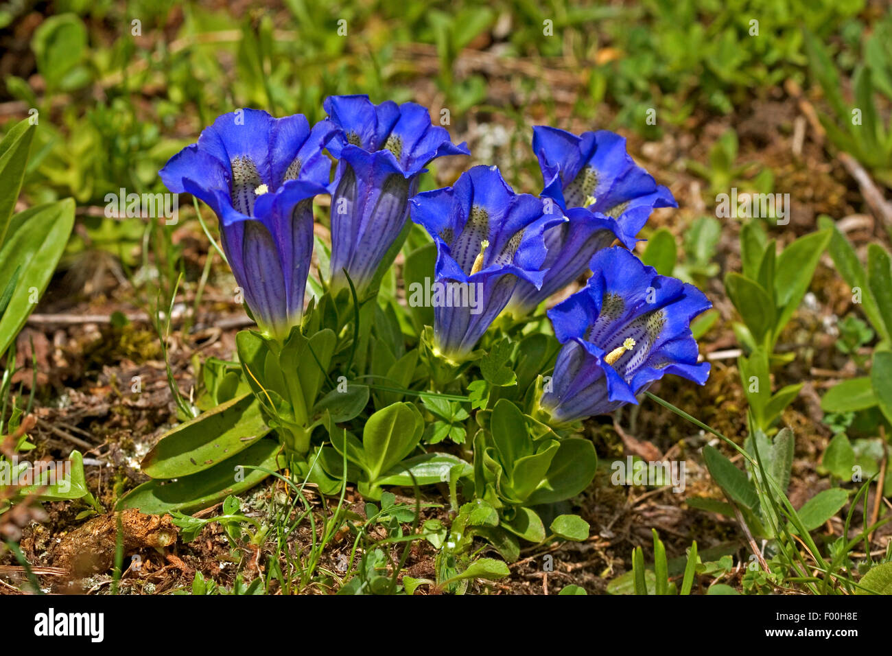 Trumpet gentian, Stemless gentian (Gentiana acaulis), blooming, Germany