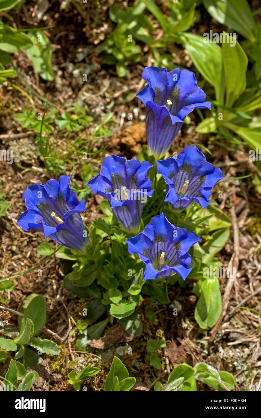 Trumpet gentian, Stemless gentian (Gentiana acaulis), blooming, Germany