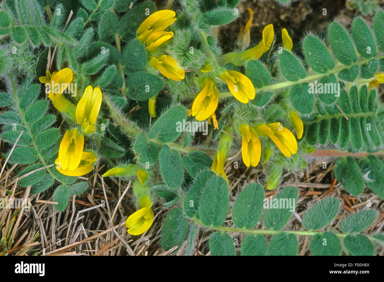 Stemless milkvetch, milk vetch (Astragalus exscapus), blooming, Germany Stock Photo