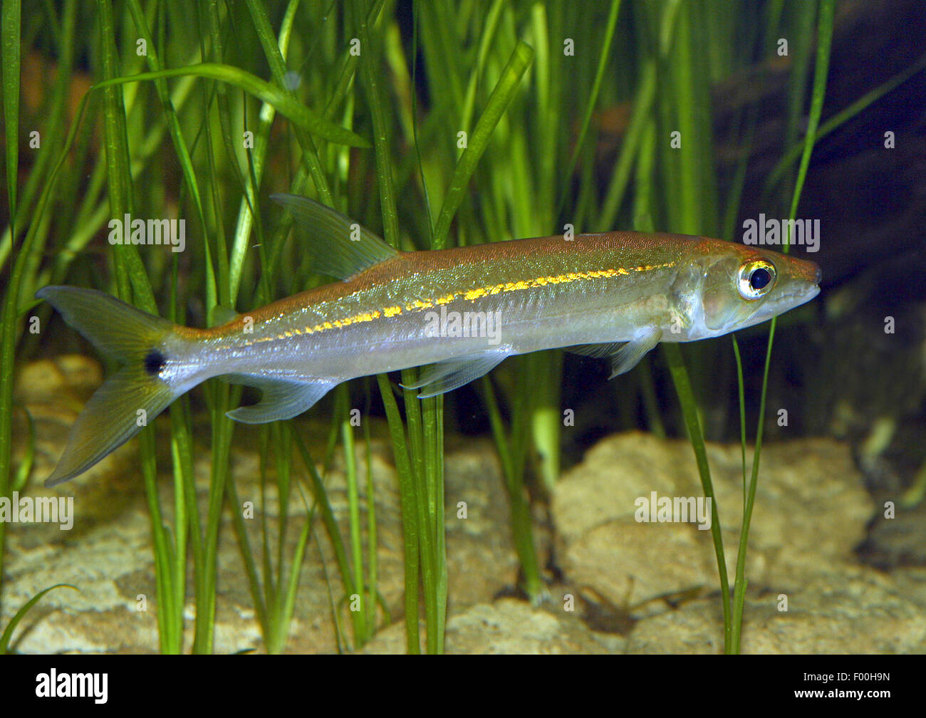 Freshwater Barracuda (Acestrorhynchus falcirostris, Hydrocyon falcirostris), swimming Stock Photo