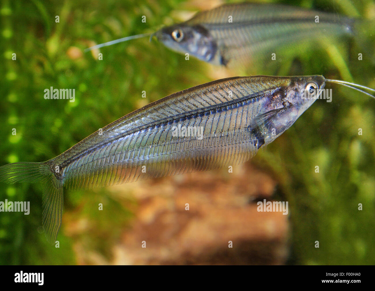 African Glass Catfish (Eutropiellus buffei), two African Glass Catfishes Stock Photo